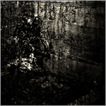 Blut Aus Nord - Mort